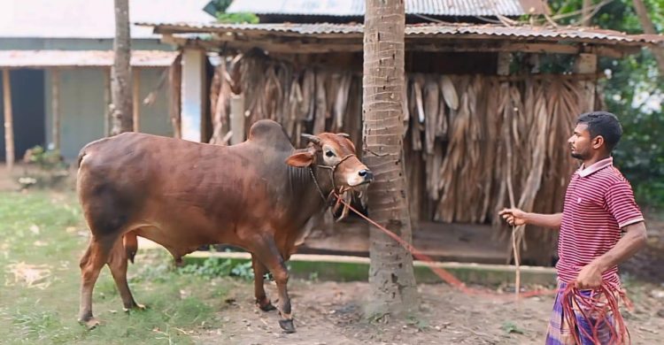 ওসমানীনগরের লিটনের ‘শাহীওয়াল’ ষাঁড়ের দাম হাঁকিয়েছেন সাড়ে ৪ লাখ
