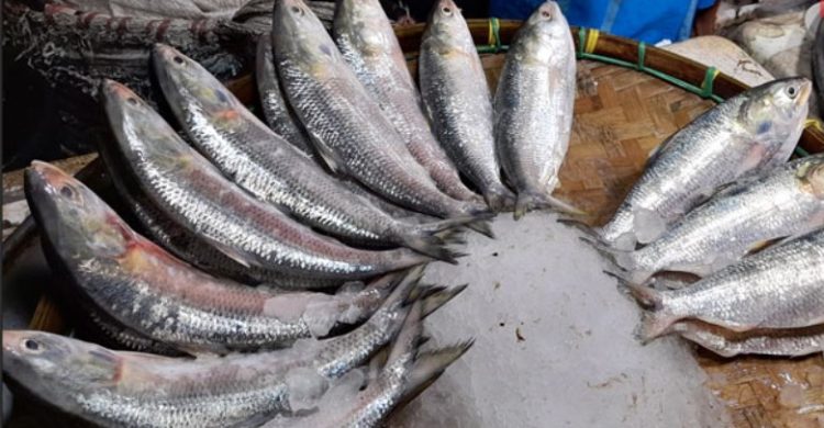 দুর্গাপূজায় ইলিশ লাগবে, বাংলাদেশের কাছে চিঠি পাঠিয়েছে ভারত