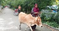 কিস্তির টাকা দিতে না পারায় গরু নিয়ে গেল এনজিওকর্মীরা