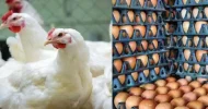 ডিম-মুরগির দাম বেঁধে দিলো সরকার