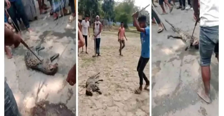 ওসমানীনগরে উল্লাস করে মেছোবাঘকে পিটিয়ে হত্যা