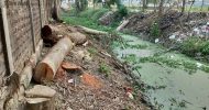 ওসমানীনগরে সরকারি জায়গার গাছ কেটে নিচ্ছেন আ’লীগ নেতা