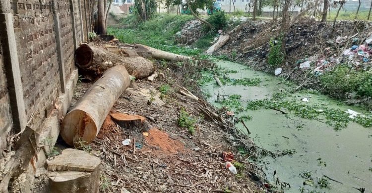 ওসমানীনগরে সরকারি জায়গার গাছ কেটে নিচ্ছেন আ’লীগ নেতা