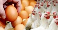 মে থেকে সারা দেশে ডিম-মুরগির উৎপাদন বন্ধ ঘোষণা