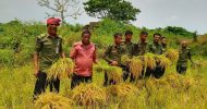 ওসমানীনগরে কৃষকের ধান কেটে দিলো আনসার সদস্যরা