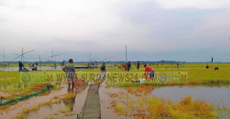 ওসমানীনগরে নিষিদ্ধ রিং জালের অবাধ ব্যবহারে হুমকির মুখে মৎস্যসম্পদ